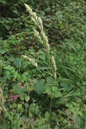 Dactylis glomerata \ Knuelgras, D Großkrotzenburg 18.7.2015