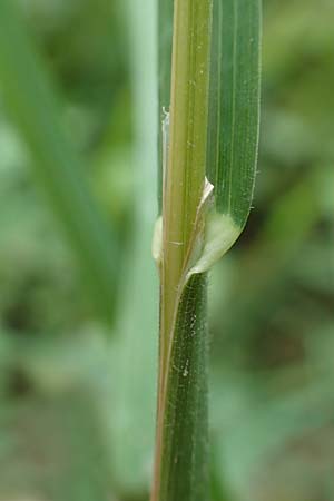 Dactylis glomerata \ Knuelgras, D Großkrotzenburg 18.7.2015