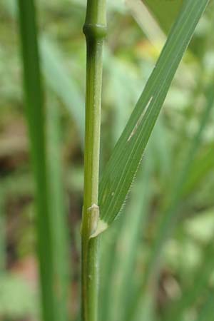 Dactylis glomerata \ Knuelgras, D Großkrotzenburg 18.7.2015