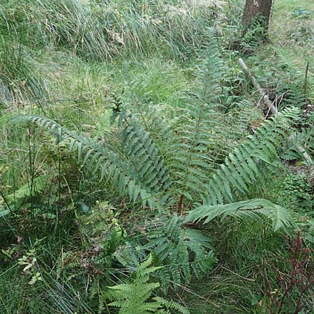 Dryopteris punctata \ Punktierter Wurmfarn / Dotted Buckler Fern, D Odenwald, Neunkirchen 29.9.2017