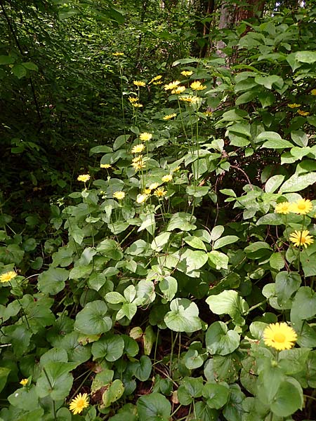 Doronicum pardalianches \ Kriechende Gmswurz / Great False Leopard's-Bane, D Michelstadt-Steinbach 24.5.2023