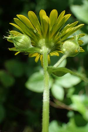 Doronicum pardalianches \ Kriechende Gmswurz, D Michelstadt-Steinbach 24.5.2023