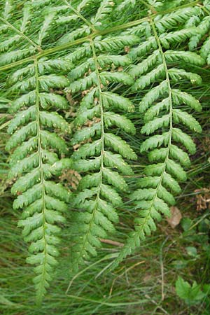 Dryopteris carthusiana \ Dorniger Wurmfarn, Kleiner Dornfarn, D Taunus, Großer Feldberg 11.7.2009