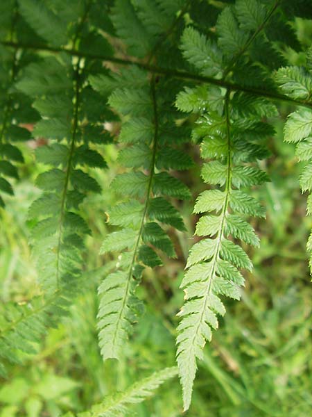 Dryopteris carthusiana \ Dorniger Wurmfarn, Kleiner Dornfarn, D Eppertshausen 12.6.2010