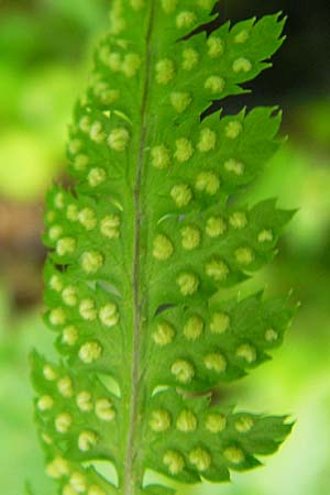 Dryopteris carthusiana \ Dorniger Wurmfarn, Kleiner Dornfarn, D Eppertshausen 12.6.2010