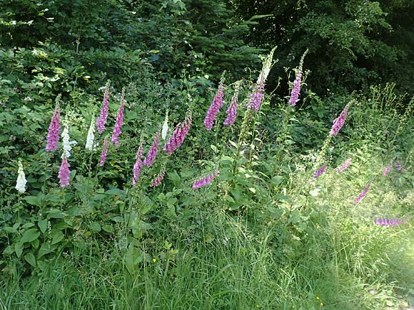 Digitalis purpurea \ Roter Fingerhut / Foxgloves, D Weinheim an der Bergstraße 3.6.2018