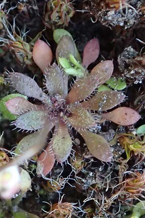 Draba verna agg. / Common Whitlowgrass, D Mannheim-Rheinau 2.3.2022