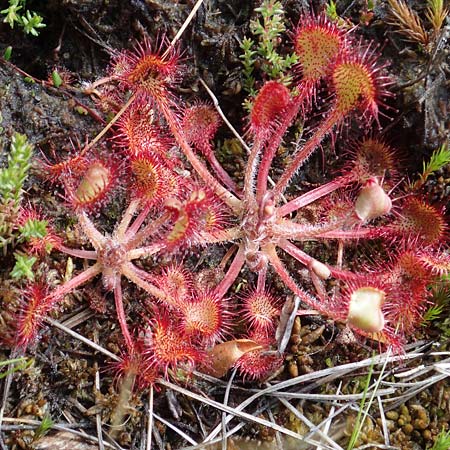 Drosera rotundifolia / Round-Leaved Sundew, D Rhön, Schwarzes Moor 20.6.2023