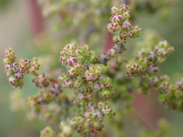 Dysphania schraderiana \ Schraders Drsengnsefu / Schrader's Goosefoot, D Mannheim 20.9.2015