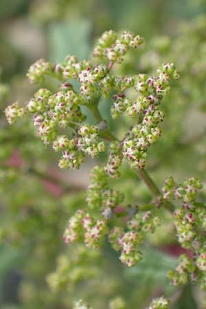 Dysphania schraderiana \ Schraders Drsengnsefu / Schrader's Goosefoot, D Mannheim 20.9.2015