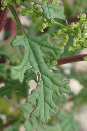 Dysphania schraderiana \ Schraders Drsengnsefu / Schrader's Goosefoot, D Mannheim 20.9.2015