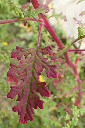 Dysphania schraderiana \ Schraders Drsengnsefu / Schrader's Goosefoot, D Mannheim 20.9.2015