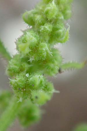 Dysphania schraderiana \ Schraders Drsengnsefu / Schrader's Goosefoot, D Mannheim 23.9.2015