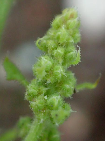 Dysphania schraderiana \ Schraders Drsengnsefu / Schrader's Goosefoot, D Mannheim 23.9.2015