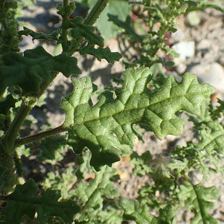 Dysphania schraderiana \ Schraders Drsengnsefu / Schrader's Goosefoot, D Mannheim 6.8.2017