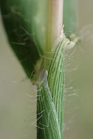 Digitaria sanguinalis \ Blutrote Fingerhirse, D Mannheim 20.9.2017