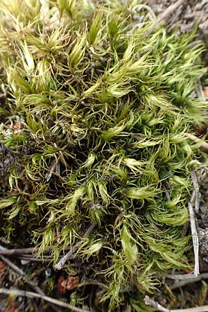 Dicranum scoparium \ Gewhnliches Gabelzahnmoos, Besen-Gabelzahnmoos / Broom Moss, D Mannheim 29.5.2018