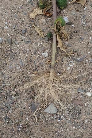 Datura stramonium \ Gewhnlicher Stechapfel, D Köln-Langel 22.10.2018