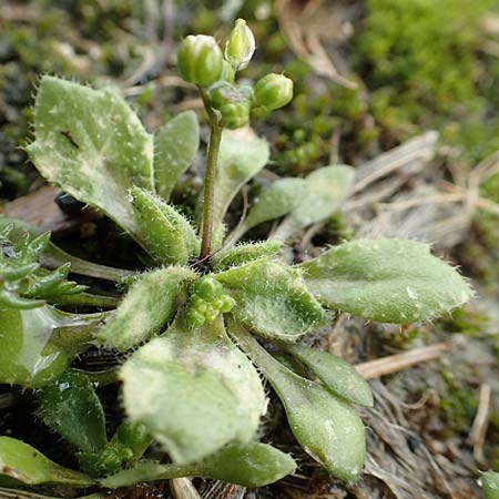 Draba strigosula \ Feingestreiftes Hungerblmchen, D Aachen-Vetschau 10.3.2019