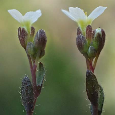 Draba spathulata \ Rundfrchtiges Hungerblmchen, D Viernheim 7.4.2020