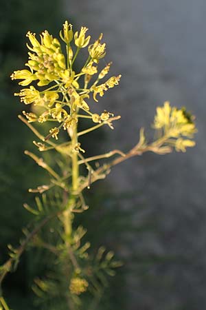 Descurainia sophia \ Besen-Rauke / Flixweed, Tansy Mustard, D Rheinhessen, Gau-Odernheim 20.4.2021