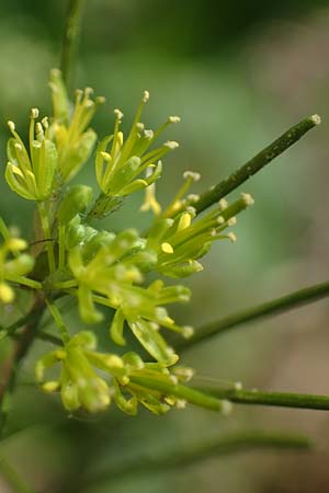 Descurainia sophia \ Besen-Rauke / Flixweed, Tansy Mustard, D Mannheim 13.5.2021