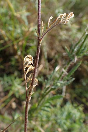 Descurainia sophia \ Besen-Rauke / Flixweed, Tansy Mustard, D Sachsen-Anhalt, Könnern 17.6.2023