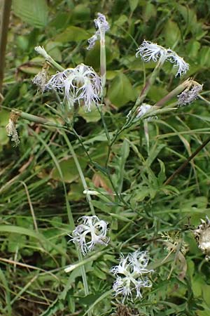 Dianthus superbus subsp. superbus \ Gewhnliche Prachtnelke / Superb Pink, Large Pink, D Pfalz,  Dannstadt 20.7.2023