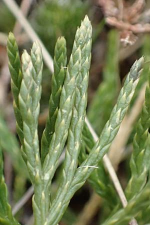 Diphasiastrum tristachyum / Cypress Clubmoss, D Odenwald, Beerfelden 18.2.2017