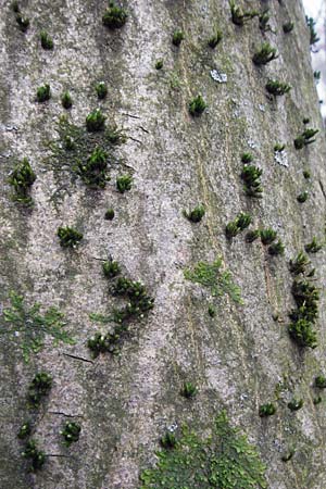 Dicranum viride \ Grnes Besenmoos, Grnes Gabelzahnmoos / Dicranum Moss, Brittle Broom Moss, D Hockenheim 27.3.2015