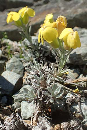 Degenia velebitica \ Degenia / Velebit Degenia, D Frankfurt Palmengarten 21.4.2019