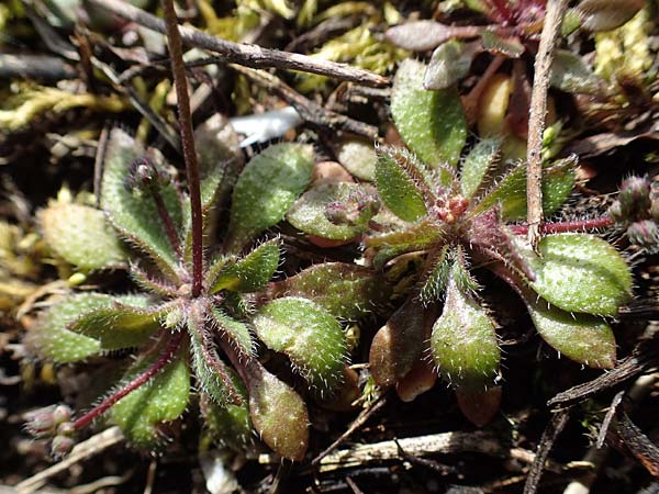 Draba verna agg. \ Frhlings-Hungerblmchen / Common Whitlowgrass, D Mannheim 1.3.2022