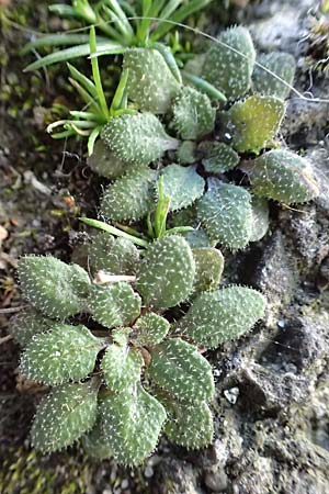 Draba verna agg. \ Frhlings-Hungerblmchen / Common Whitlowgrass, D Mannheim 10.9.2023