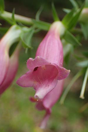 Digitalis lutea x purpurea \ Fingerhut-Hybride, D Kaiserslautern 7.7.2021