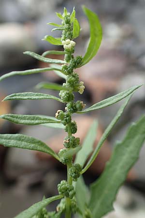 Dysphania ambrosioides \ Wohlriechender Drsengnsefu, Jesuiten-Tee / West-Indian Goosefoot, Mexican Tea, D Weißenthurm-Kaltenengers 27.9.2017