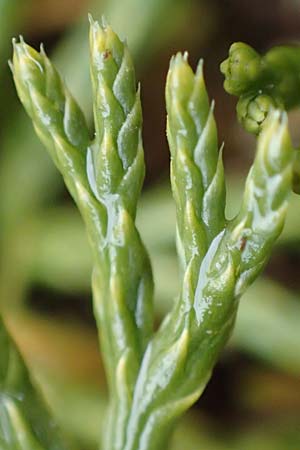 Diphasiastrum zeilleri \ Zeillers Flach-Brlapp / Zeiller's Running-Pine, D Odenwald, Beerfelden 18.2.2017