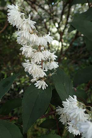 Deutzia scabra \ Raublttiger Maiblumenstrauch, Raue Deutzie / Fuzzy Deutzia, D Botan. Gar. Krefeld 13.6.2019