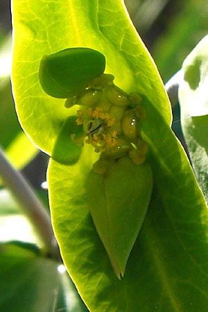 Euphorbia lathyris \ Kreuzblttrige Wolfsmilch / Caper Spurge, D Gimbsheim 11.5.2015