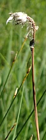 Eriophorum vaginatum \ Scheiden-Wollgras / Hare's-Tail Cotton Grass, D Pfronten 28.6.2016