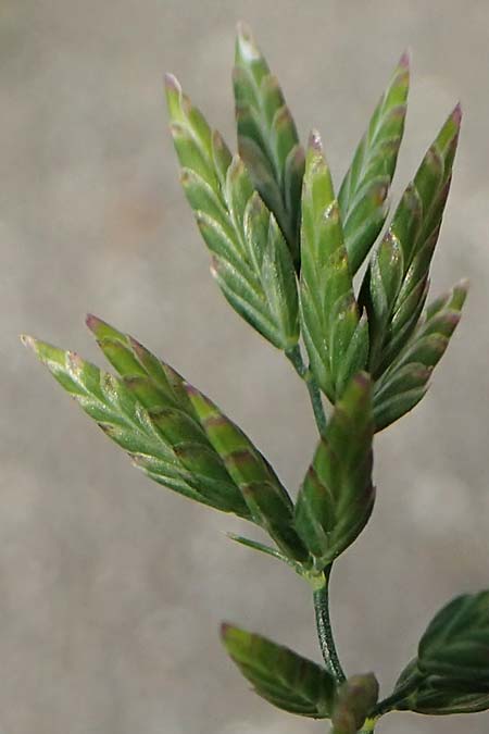 Eragrostis multicaulis \ Vielstngeliges Liebesgras, Japanisches Liebesgras, D Heidelberg 10.11.2021