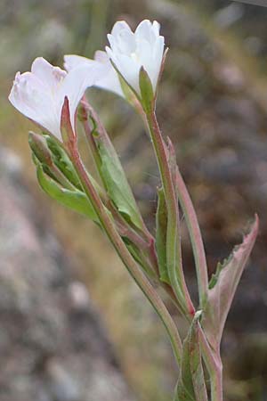 Epilobium collinum \ Hgel-Weidenrschen, D Thüringen, Bad Frankenhausen 8.6.2022