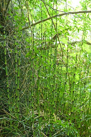 Equisetum x ascendens \ Aufsteigender Schachtelhalm / Ascending Horsetail, D Eggenstein-Leopoldshafen 28.6.2015