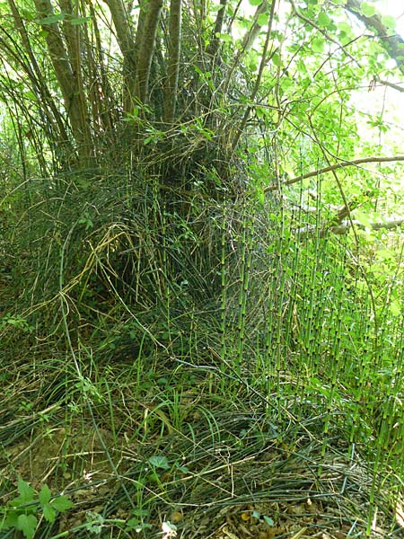 Equisetum x ascendens \ Aufsteigender Schachtelhalm / Ascending Horsetail, D Eggenstein-Leopoldshafen 28.6.2015