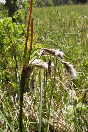 Eriophorum angustifolium \ Schmalblttriges Wollgras / Common Cotton Grass, D Schwarzwald/Black-Forest, Kaltenbronn 8.6.2013