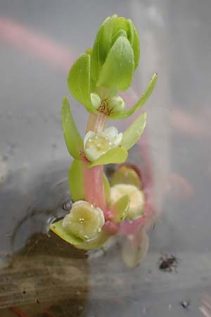 Elatine alsinastrum \ Quirl-Tnnel / Whorled Waterwort, D Neustadt an der Aisch 2.10.2016