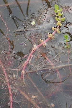 Elatine alsinastrum / Whorled Waterwort, D Neustadt an der Aisch 2.10.2016