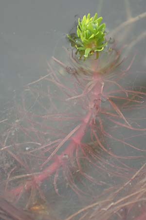 Elatine alsinastrum \ Quirl-Tnnel / Whorled Waterwort, D Neustadt an der Aisch 2.10.2016