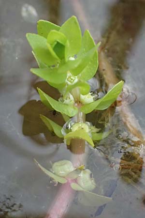 Elatine alsinastrum / Whorled Waterwort, D Neustadt an der Aisch 2.10.2016