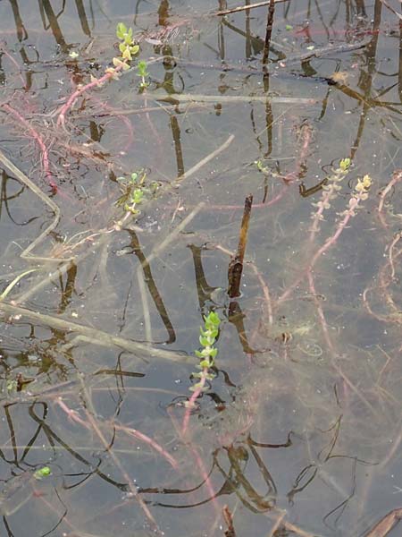 Elatine alsinastrum / Whorled Waterwort, D Neustadt an der Aisch 2.10.2016