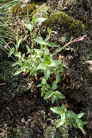 Epilobium alsinifolium \ Mierenblttriges Weidenrschen, D Schwarzwald, Belchen 22.7.2017